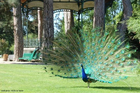 Jardin Massey