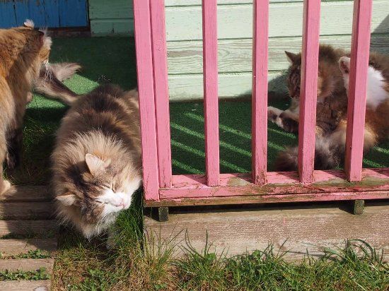 L'Arche Feline