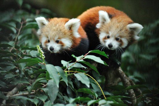 La Ménagerie
